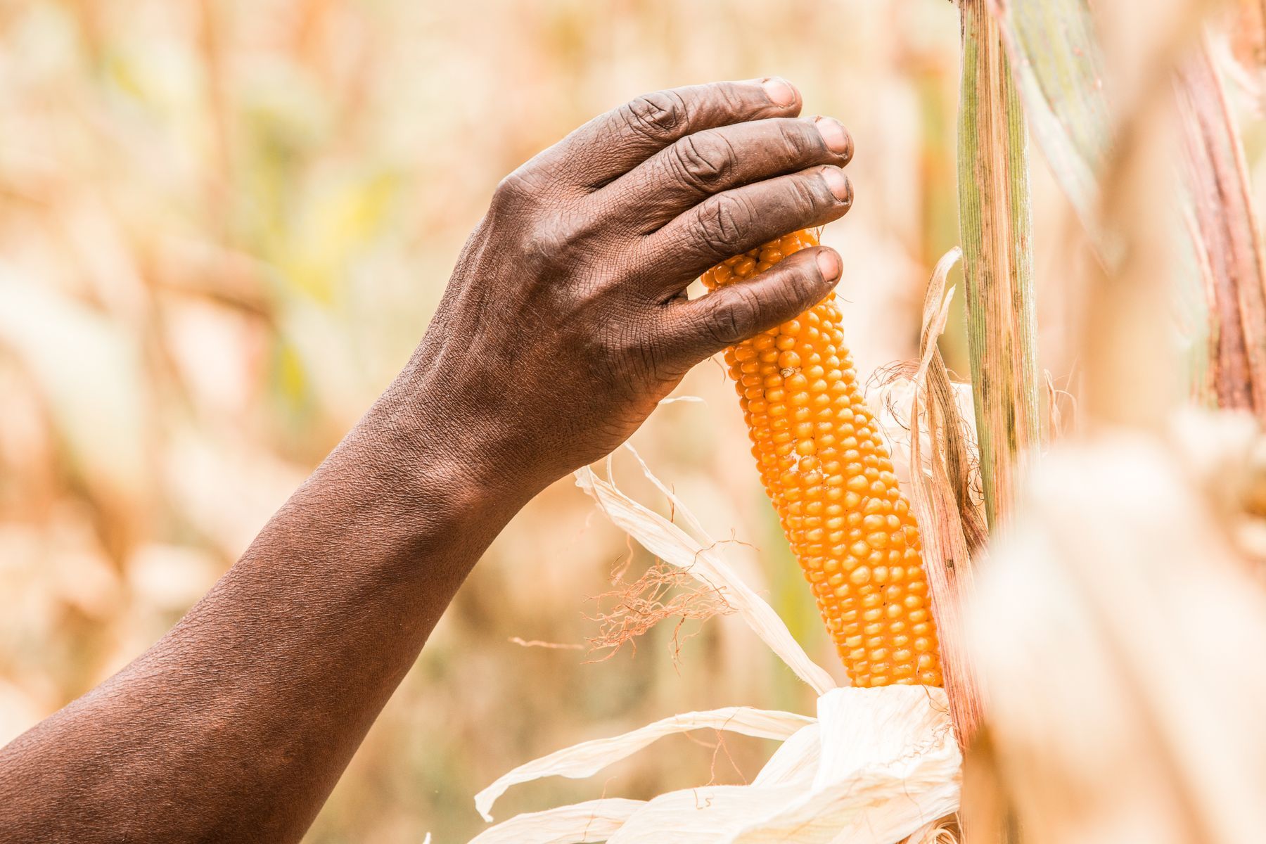 A hand holding a ripe maize cob in a sunlit maize field in Kagera, Tanzania